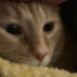 Meet your Posher, Samuel